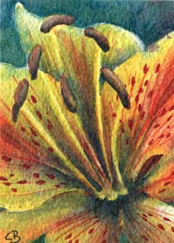 "Lily" by Cheryl Breunig, Prairie du Sac WI - Watercolor - SOLD